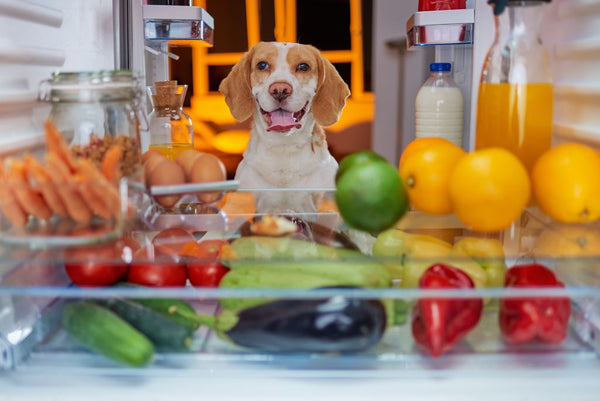 Dog looking into fridge of fresh food