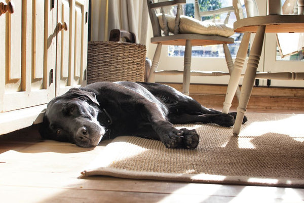 chocolate lab lying down on kitchen floor