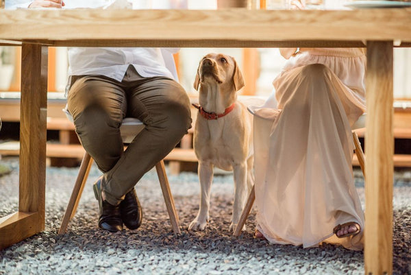 Dog looking up at owner from beneath table