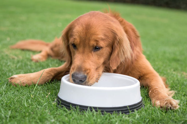 Dog drinking from dog bowl