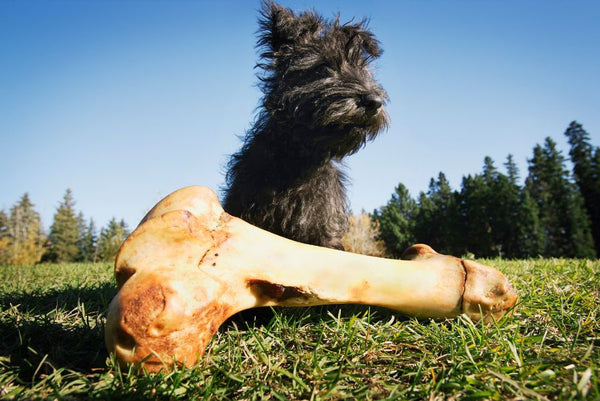 Dog with a bone