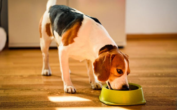 beagle eating from food bowl