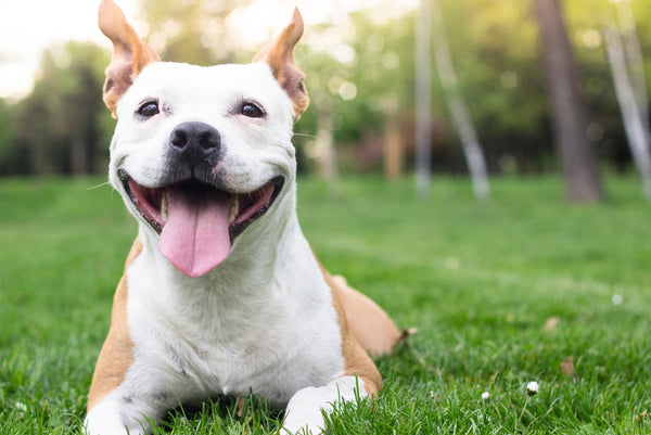 dog smiling outdoors