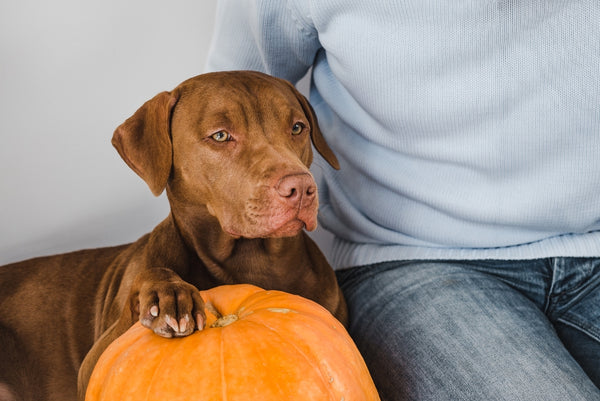 dog with pumpkin