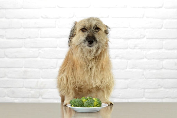Dog sitting next to bowl of broccoli