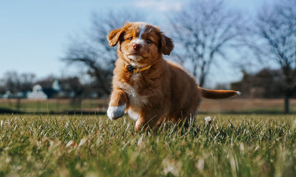 puppy running in field