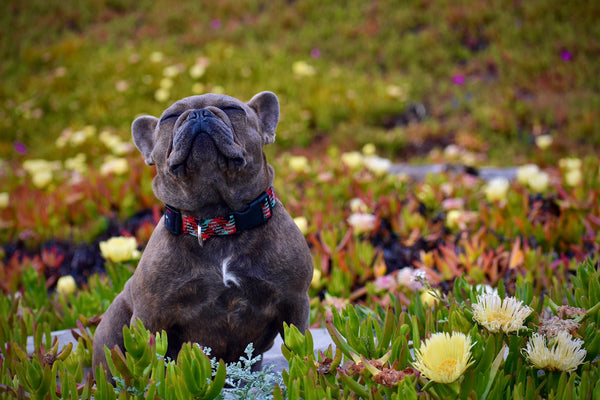 Dog in flowers