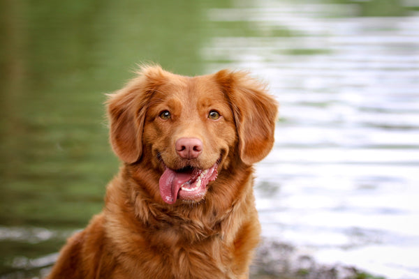 Happy dog by water