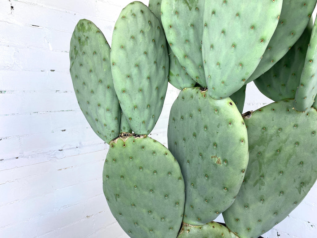 Opuntia Spineless - Mickey The Plant Co.