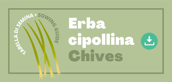 Tabella di Semina Erba Cipollina