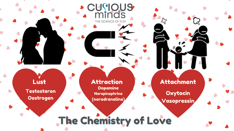 The Chemistry Of Love