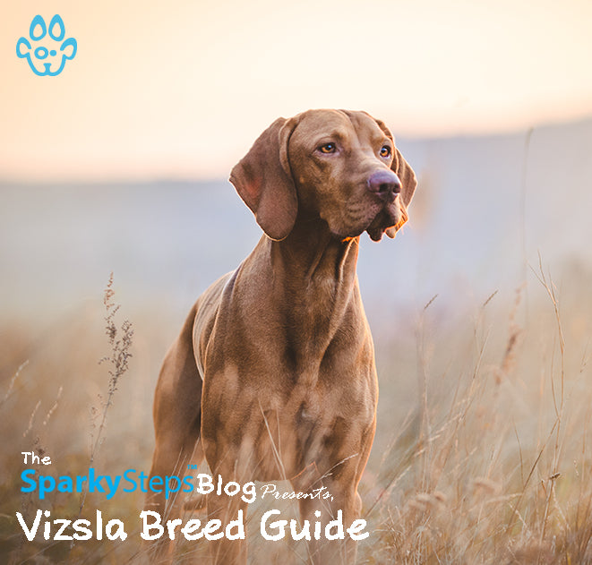 do vizslas make good pets