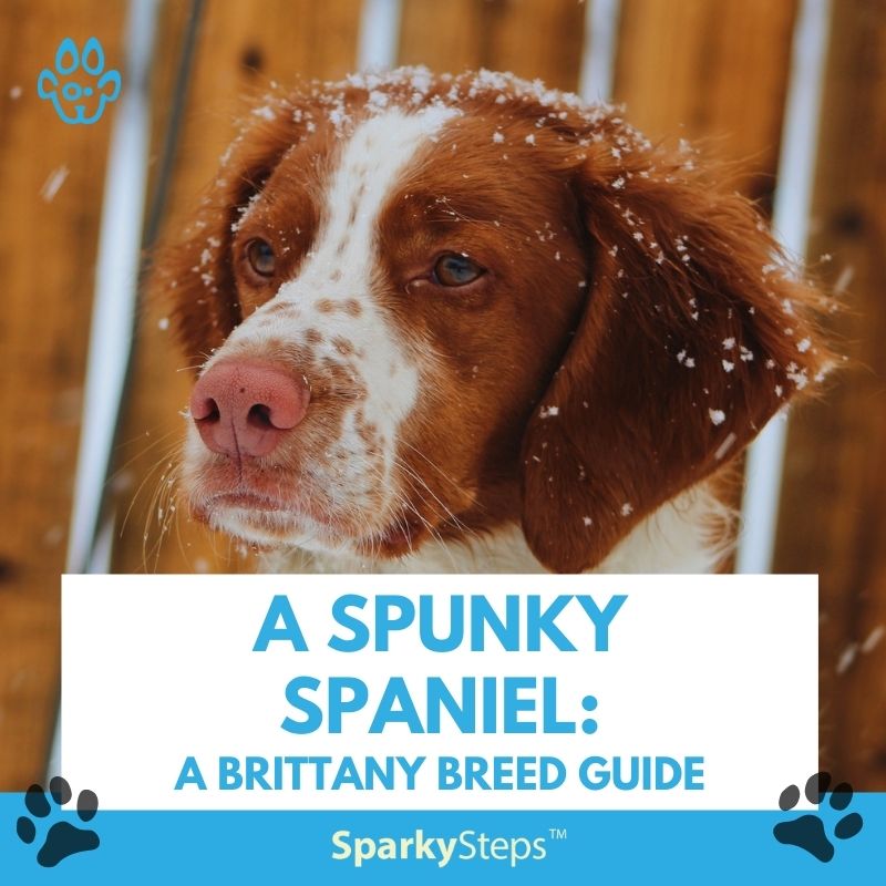 are brittany spaniels affectionate