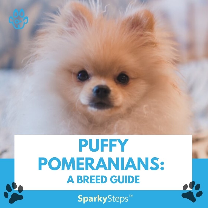 Puffy Pomeranians: A Breed Guide Sparky Steps