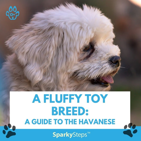 A Fluffy Toy Breed A Guide to the Havanese