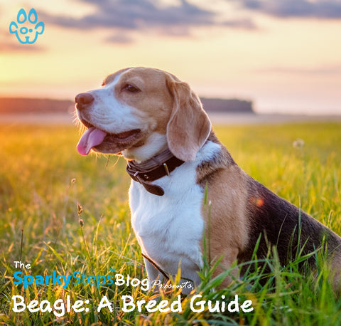 Article - Beagle A Breed Guide - Sparky Steps Chicago Pet Sitters - Article