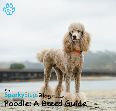 Article - Poodle A Breed Guide - Sparky Steps Chicago Pet Sitters - Article