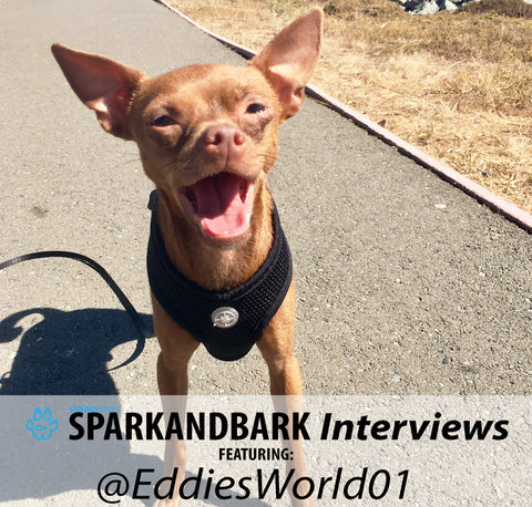 Article - Sparky Steps - SPARKandBARK INTERVIEWS - EddiesWorld01