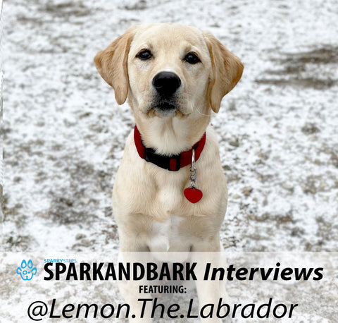 Article - Sparky Steps - SPARKandBARK INTERVIEWS - Lemon.the.Labrador