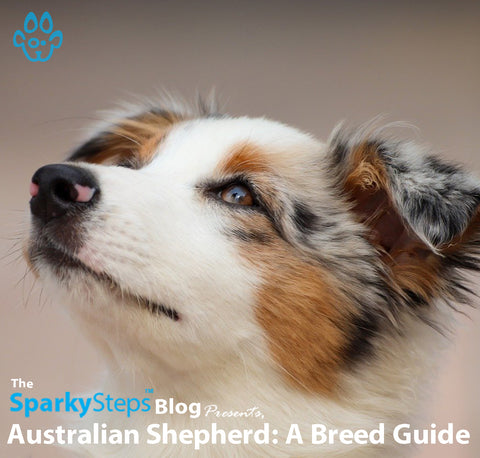 Article - Sparky Steps Chicago Pet Sitters - Australian Shepherd