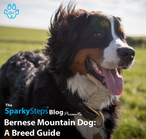 Article - Sparky Steps Chicago Pet Sitters - Bernese Mountain Dog - A Breed Guide