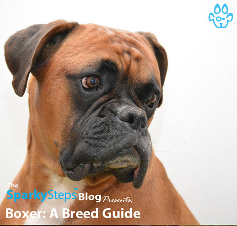 Article - Sparky Steps Chicago Pet Sitters - Boxer A Breed Guide