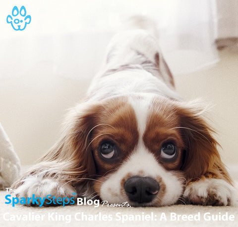 Article - Sparky Steps Chicago Pet Sitters - Cavalier King Charles Spaniel