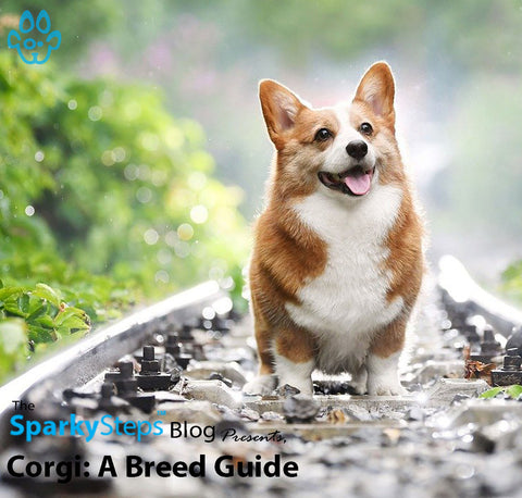 Article - Sparky Steps Chicago Pet Sitters - Corgi - A Breed Guide