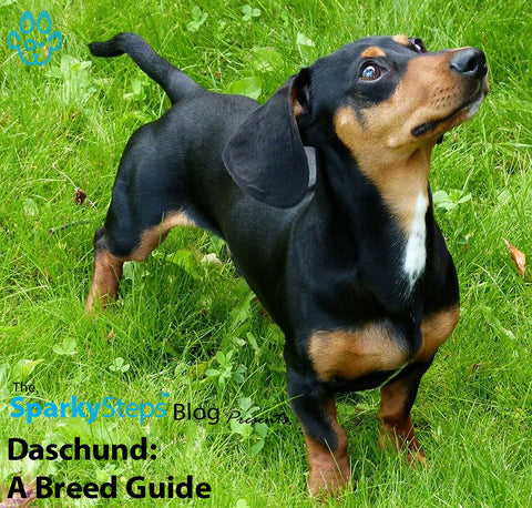 Article - Sparky Steps Chicago Pet Sitters - Daschund A Breed Guide