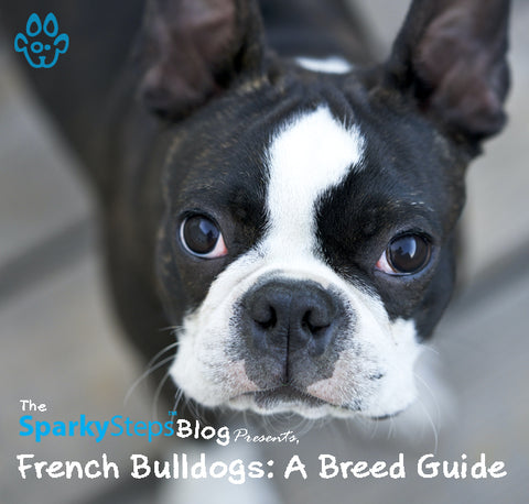 Article - Sparky Steps Chicago Pet Sitters - French Bulldog