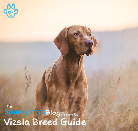 Article - Sparky Steps Chicago Pet Sitters - Getting to Know the Vizsla - A Breed Guide