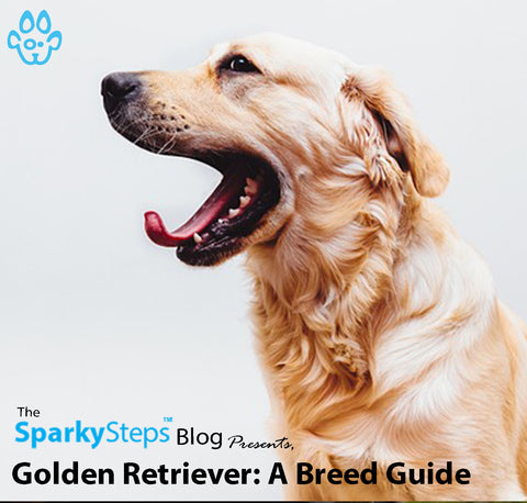 Article - Sparky Steps Chicago Pet Sitters - Golden Retriever A Breed Guide