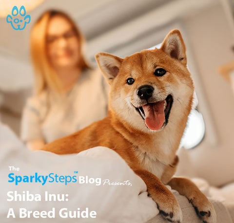 Article - Sparky Steps Chicago Pet Sitters - Shiba Inu - A Breed Guide