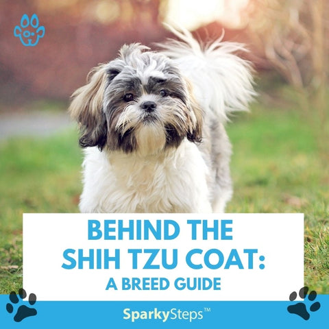 Behind the Shih Tzu Coat A Breed Guide