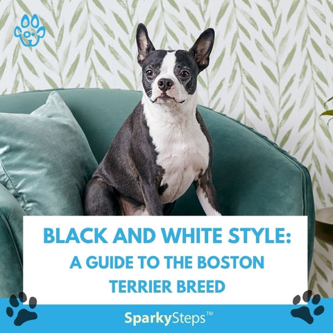 Black and White Style: A Guide to the Boston Terrier Breed – Sparky Steps