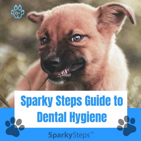 Dental Hygiene at Sparky Steps