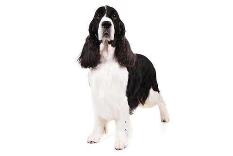 Springer Spaniel