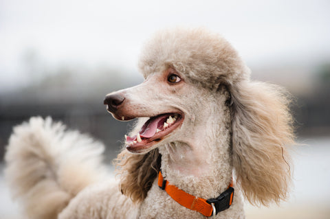 Article - Poodle A Breed Guide - Sparky Steps Chicago Pet Sitters - Article