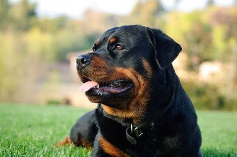 Rottweiler: A Breed Guide