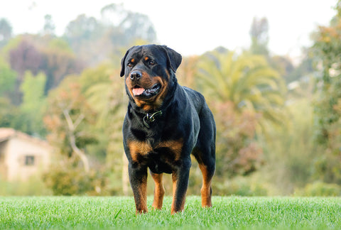 Rottweiler: A Breed Guide