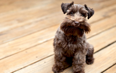 caring for Schnauzer