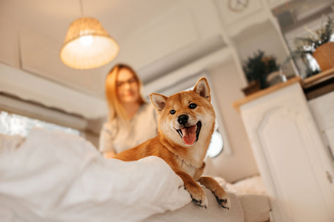 Sparky Steps - Shiba Inu: A Breed Guide