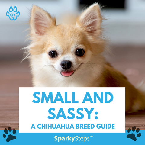 Chihuahua Featured image
