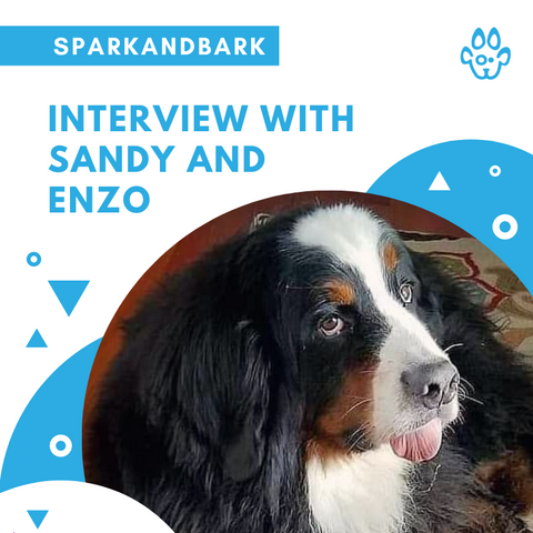 Enzo Featured image
