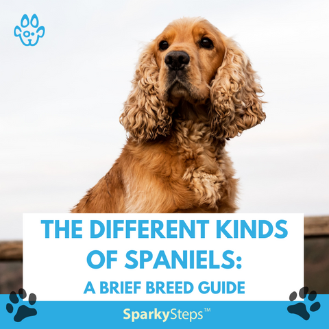 the different kinds of spaniels