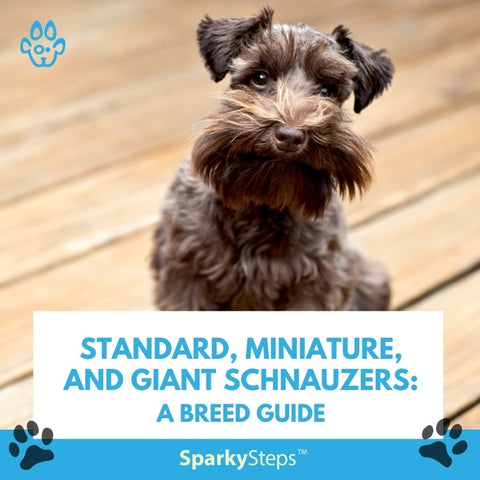 Standard, Miniature, and Giant Schnauzers A Breed Guide