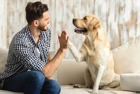 How to earn a dog's trust - positive reinforcement