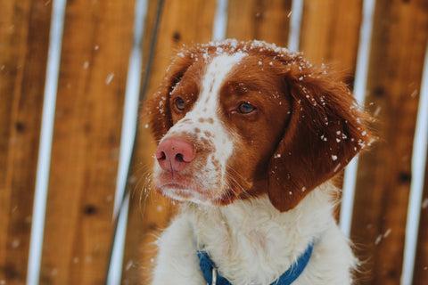 Brittany dog breed guide