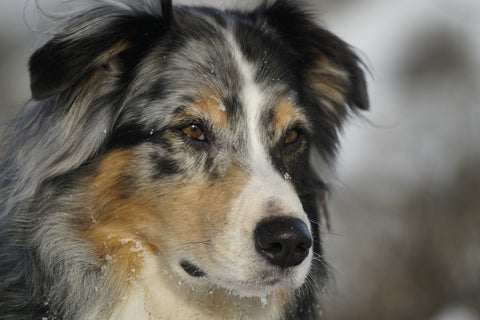 Sparky Steps - Australian Shepherd - Photo from Pixabay.com