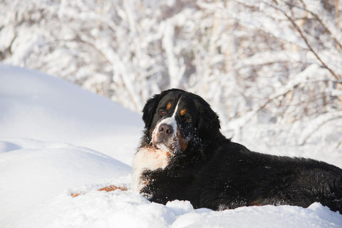 dog in snow